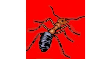 Ants Woodworks Logo